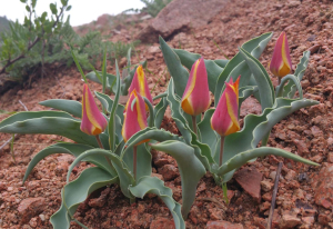 'Spaghetti with Marinara' 'Spaghetti with Marinara'