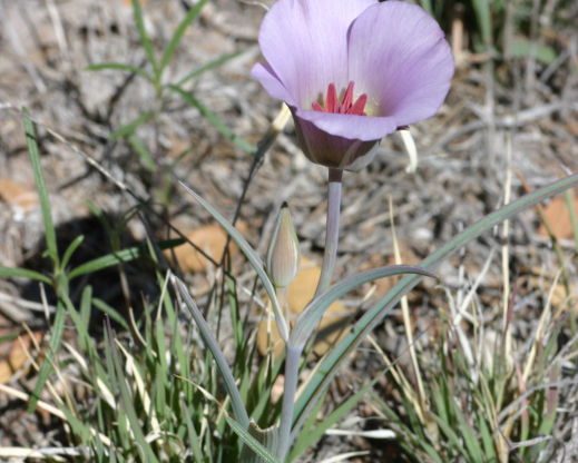 Calochortus cf. ambiguus