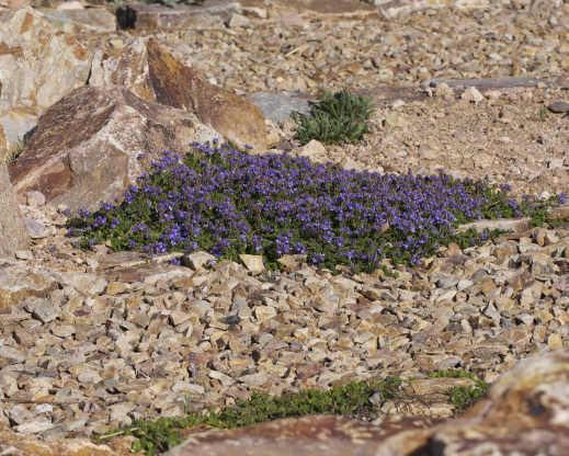 Veronica liwanensis Veronica liwanensis