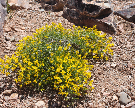 Genista lydia Genista lydia