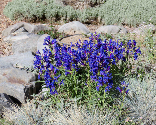Penstemon ‘Navigator’ Penstemon ‘Navigator’