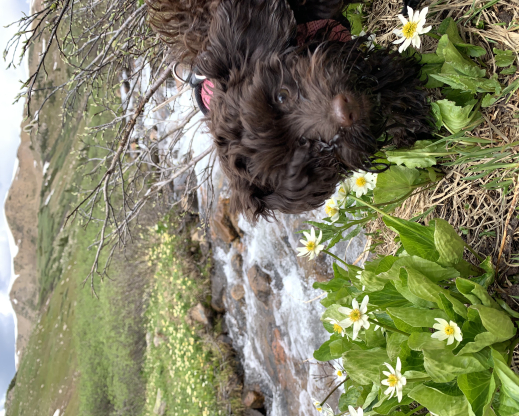 Asa Gray in the field with Caltha leptosepala 