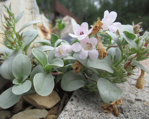 Penstemon debilis growing at Betty Ford Alpine Gardens