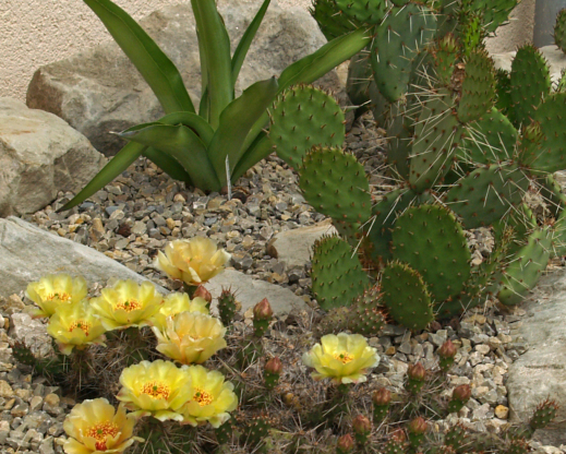 Yellow blooming Opuntia fragilis in front of Opuntia phaeacantha  in a raised gravel bed at Anhalt University, Bernburg.