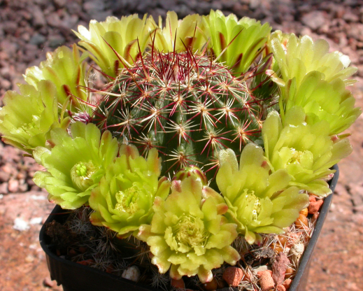 Echinocereus viridiflorus