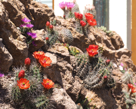 Echinocereus triglochidiatus and Delosperma sutherlandii