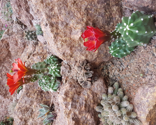 Echinocereus triglochidiatus var. mojavensis forma inermis