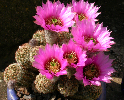 Echinocereus reichenbachii subsp. caespitosus in a clay bowl