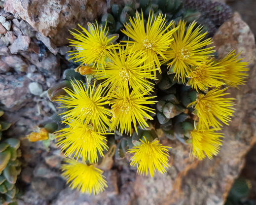 Stomatium mustellinum