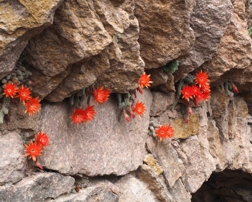 Lobivia silvestrii blooms in June in protected crevices 