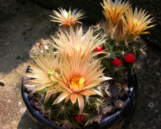 Escobaria missouriensis blooms with the fruits from the year before still present