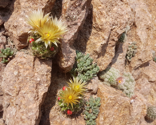 Wall with Escobaria missouriensis, Aloinopsis spathulata and Escobaria sneedii