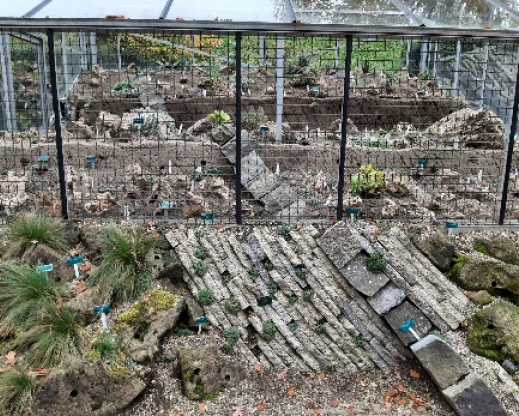 The rebuilt alpine glasshouse