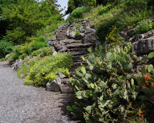 The Opuntia in the North American garden is of great interest to visitors who are impressed that this can survive the Dutch weather. The hot red of Penstemon pinifolius creeps into the picture, complementing the carpet of Eriogonum umbellatum on the other side. 