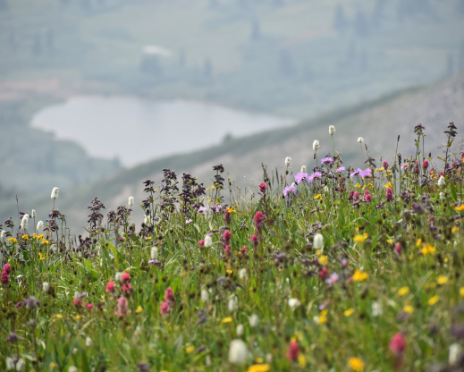Alpine meadows on Indian Trail Ridge