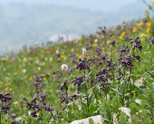 Alpine meadows on Indian Trail Ridge