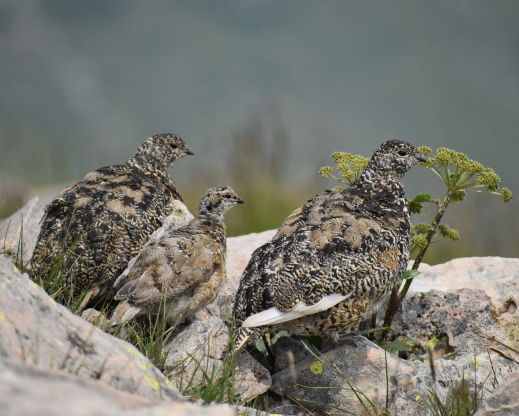 White-tailed ptarmigan (Lagopus leucurus)