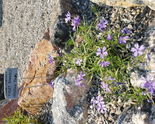 Phlox ‘Violet Pinwheels’ Phlox ‘Violet Pinwheels’