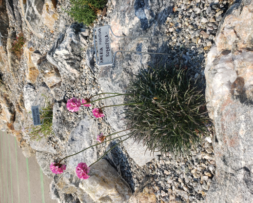 Armeria maritima ‘Rubrifolia’ Armeria maritima ‘Rubrifolia’