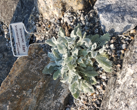 Tanacetum densum subsp. amani Tanacetum densum subsp. amani