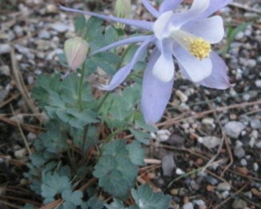 Aquilegia scopulorum  