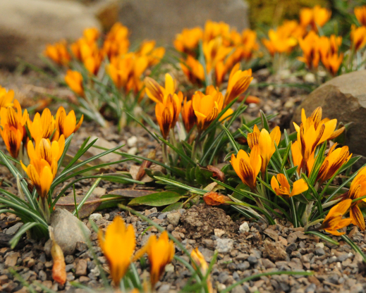 Crocus ‘Orange Monarch'