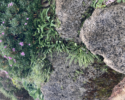 Daphne growing in tufa 