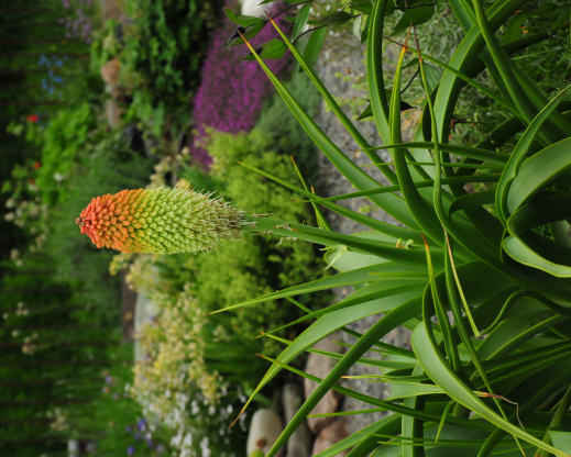 Kniphofia northiae
