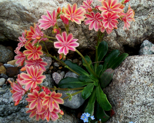 Lewisia cotyledon ‘Regenbogen’ Lewisia cotyledon ‘Regenbogen’