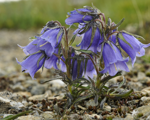Campanula alpina