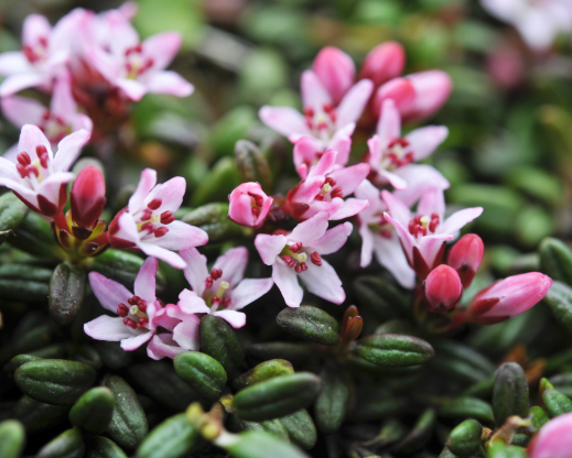 Loiseleuria procumbens