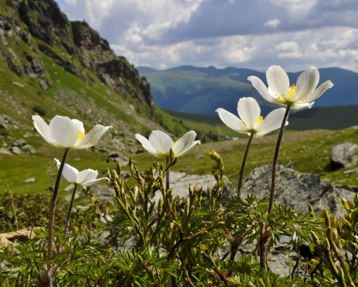 Pulsatilla alpina subsp. austroalpina