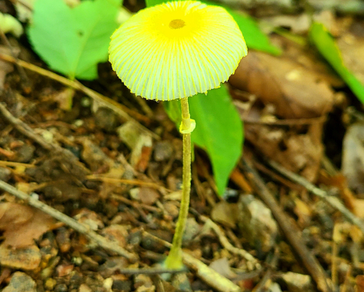 Unknown mushroom