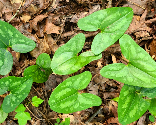 Asarum arifolium