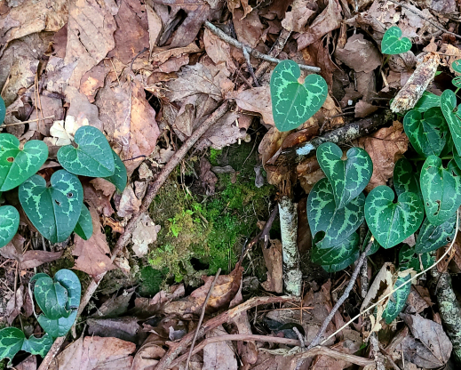 Asarum shuttleworthii