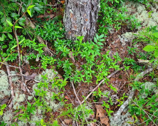 Yellow jessamine (Gelsemium sempervirens) on a dry sandstone ridge under a pine.