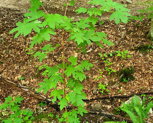 Hydrangea quercifolia growing as an understory tree