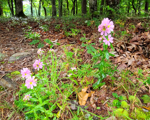 Sabatia capitata