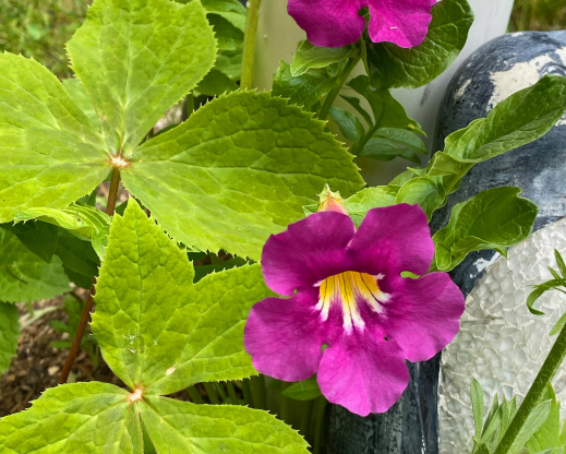 Incarvillea zhongdianensis  