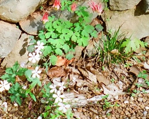 Aquilegia canadensis growing between rocks