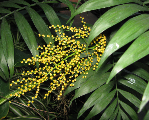 Chamaedorea inflorescence