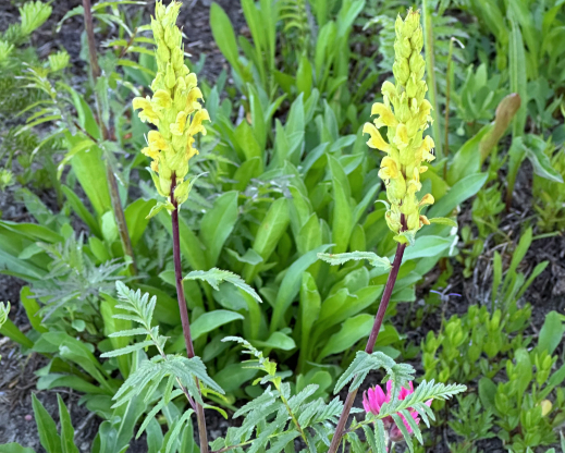 Pedicularis bracteosa Pedicularis bracteosa