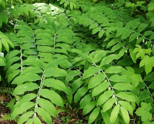 Palm-like Polygonatum foliage 