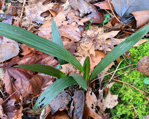 Seedling from Trachycarpus wagnerianus