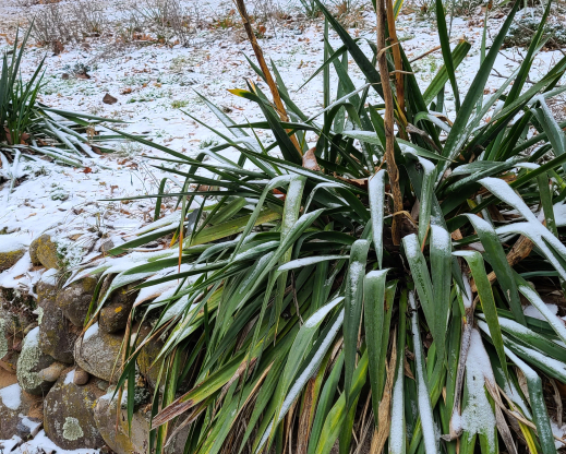 Yucca filamentosa (on the left) and Y. flaccida