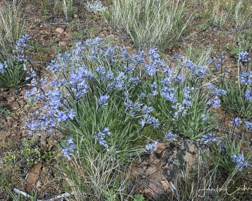 Frasera albicaulis var. cusickii Frasera albicaulis var. cusickii