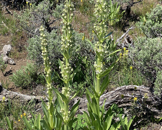 Frasera speciosa in bloom. Frasera speciosa in bloom.