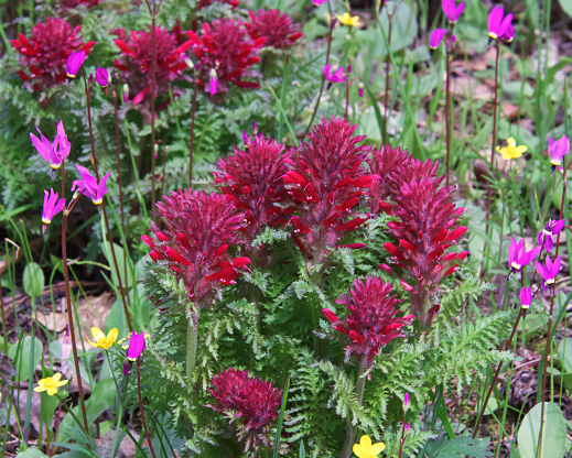 Pedicularis densiflora growing with Dodecatheon hendersonii Pedicularis densiflora growing with Dodecatheon hendersonii
