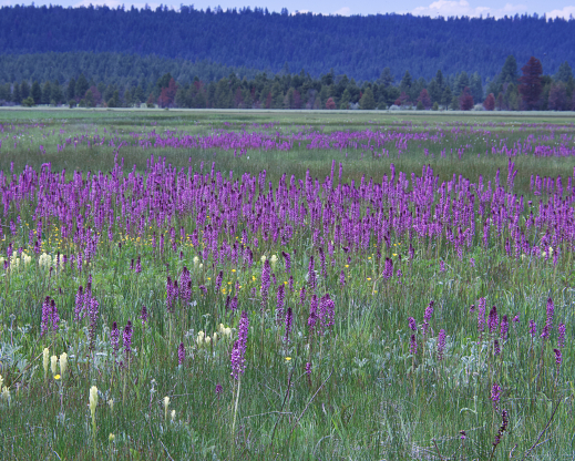 Pedicularis groenlandica growing Logan Valley in central Oregon. Pedicularis groenlandica growing Logan Valley in central Oregon.