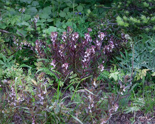 Pedicularis racemosa Pedicularis racemosa